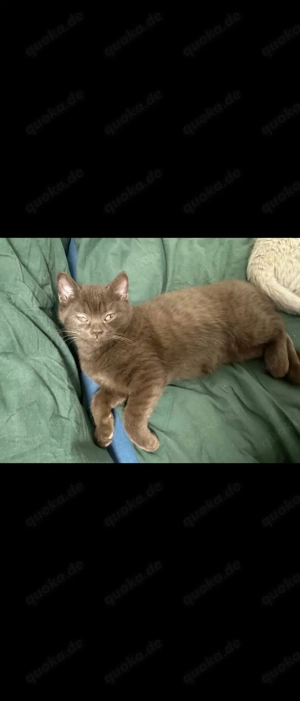 BKH kitten baby Katzen Britisch Kurzhaar 