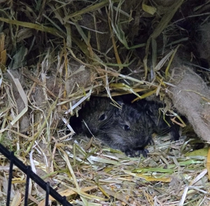 6 Degu Babys abzugeben