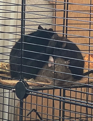 2 Degu Buben abzugeben Bild 2