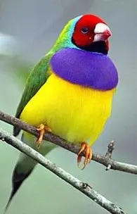 Verkaufe Gouldamadinen