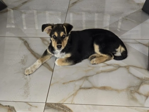 Nala   tolle Begleiterin sucht Zuhause!