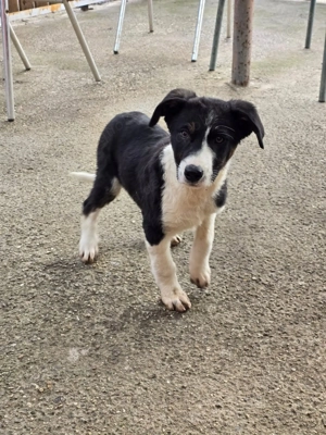 Cleo   fröhliches Hundemädchen