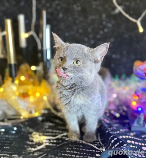 BKH,Kitten Britisch Kurzhaar Kitten aus Champion-Linien in Lilac, Golden & Cinnamon