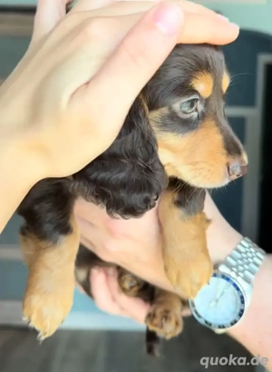 Dackelwelpen suchen ein liebevolles Zuhause!