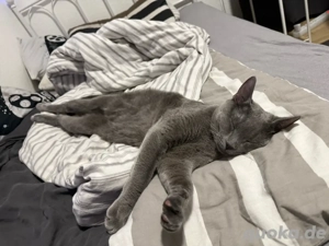 Reinrassiger Russisch blau kater 