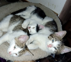 Kater und Kätzchen 