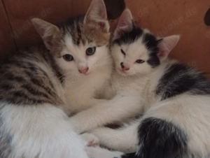 Kater und Kätzchen 