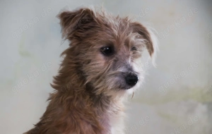 Princessa, ein allerliebstes Hundemädchen