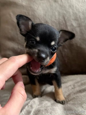 75% Chihuahua - Rückkreuzungswurf