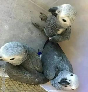 Graupapageien   Baby, abgabebereit