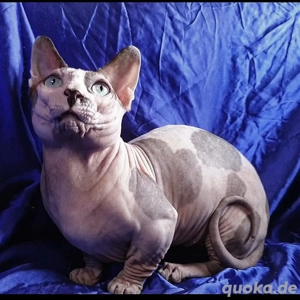 Männliche Sphynx-Kätzchen