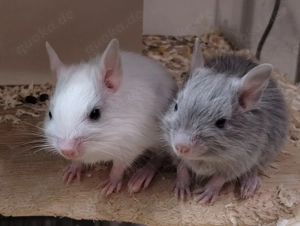 7 kleine Degu Kids,alles Mädels :Lilac,Blue-non,Agoutischeckin suchen ihr First Class Hotel