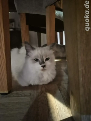 Ragdoll Helig birma katze 