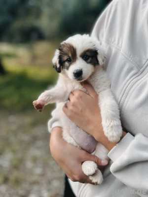 Welpe Sunny sucht ihr für immer zuhause 