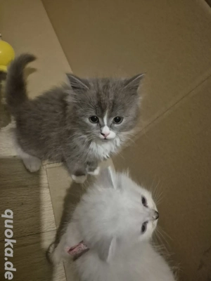 NorwegenWaldkatze  Ragdoll mix