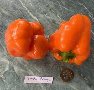 Paprika Samen verschiedene Sorten Bild 2