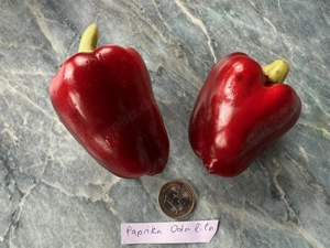 Paprika Samen verschiedene Sorten Bild 6