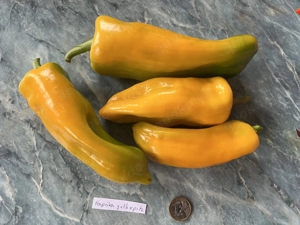 Paprika Samen verschiedene Sorten Bild 8