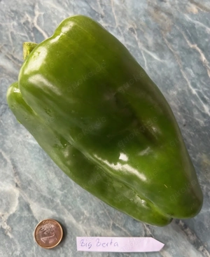 Paprika Samen verschiedene Sorten Bild 9