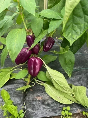 Paprika Samen verschiedene Sorten Bild 5