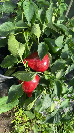 Paprika Samen verschiedene Sorten Bild 4