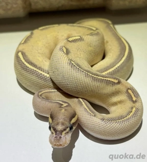 Königspython Highway 0.1