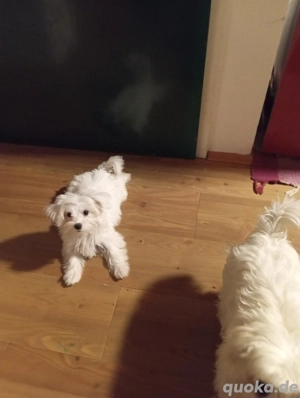 Mini Malteser sucht ein schönes Zuhause 