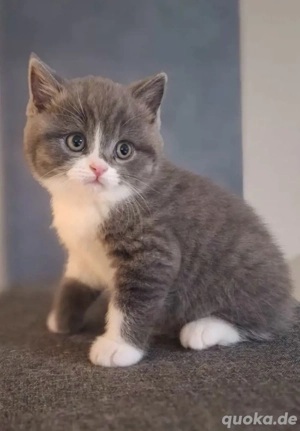 BKH BLH Deckkater in creme white mit Stammbaum BG b Bild 9