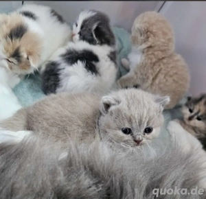 BKH BLH Deckkater in creme white mit Stammbaum BG b Bild 8