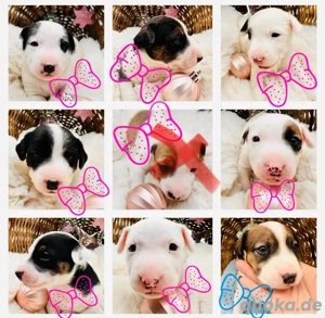 Miniatur Bullterrier Mischlinge