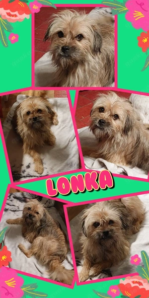 tolle, liebe, menschenbezogene, unkomplizierte Hündin "Lonka" sucht ein schönes Zuhause 