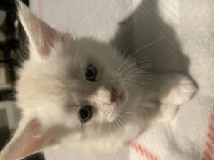 Maine Coon Kitten sucht liebevollen Dosenöffner