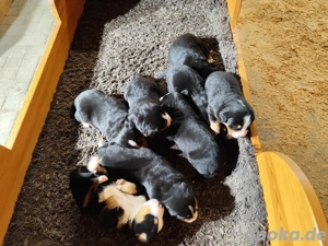 Großer Schweizer Sennenhundwelpen 
