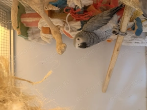 Graupapagei Pärchen mit Voliere