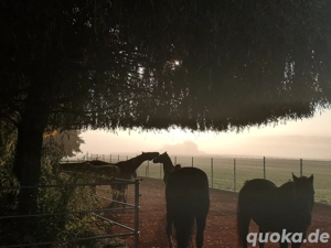 Pflegebeteiligung mit Option auf Reitbeteiligung 