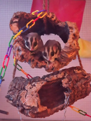 6 Sugarglider in liebevolle Hände abzugeben ! 
