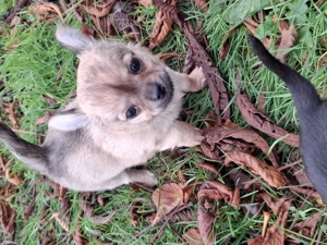 Chihuahua Welpen 11 Wochen jung zu verkaufen 