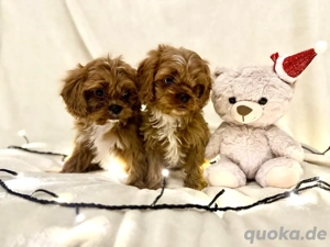 Cavapoo Welpen, Pudel, Cavalier King Charles Spaniel
