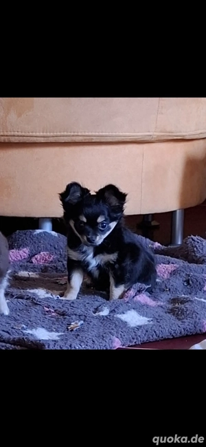 Chihuahua Mini Rüde 