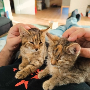 Europäische kurzhaar Mischlinge allergiebedingt dringend zu verkaufen 