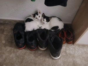 Sky und keona suchen ein schönes Zuhause 