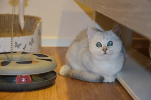 Wunderschöne BKH Silver Shaded Babykatzen 