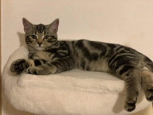 BKH Black Silber, Golden Tabby