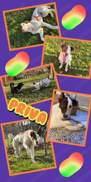 sanfte, kinderliebe, wunderschöne, katzenverträgliche Hündin "Priva" sucht ein Zuhause