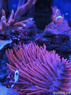 Anemone mit Fischen, Amphiprion Ocellaris (Nemo) 