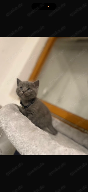 2 BKH Katzen (Kitten) Britisch Kurzhaar