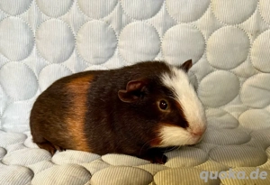 Meerschweinchen Glatthaar Crested Skinnyträger Kastraten Männchen Weibchen
