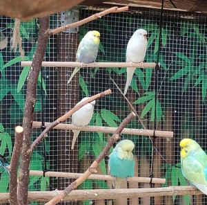 Wellensittiche  diverse Farben