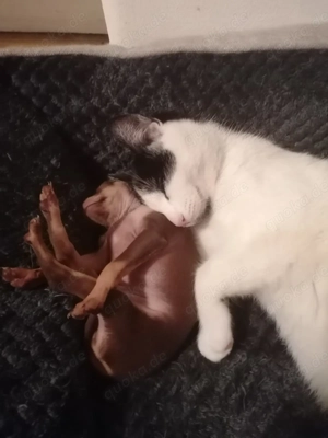 Prager Rattler Welpe 