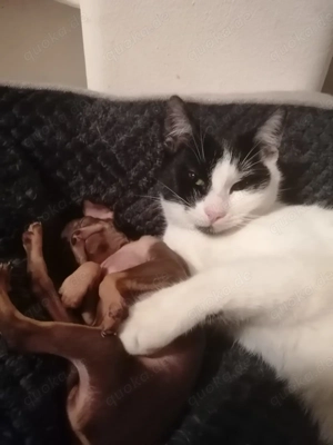 Prager Rattler Welpe 